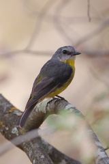Eastern Yellow Robin IMG 9303