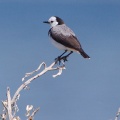 White-fronted Chat IMG_9701.jpg