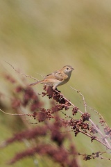 Little Grassbird IMG 9685