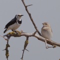 White-fronted Chat IMG_9920.jpg