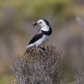 White-fronted Chat IMG_9937.jpg