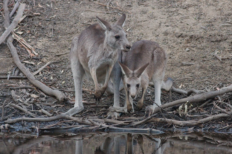 Grey Kangaroo IMG_6929.jpg