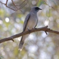 Black-faced Cuckoo-shrike juvenile IMG 9958