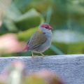 Red-browed Finch IMG 0294