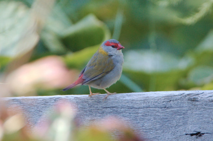 Red-browed Finch IMG 0294