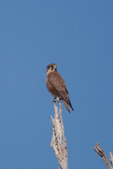 Brown Falcon IMG 0337