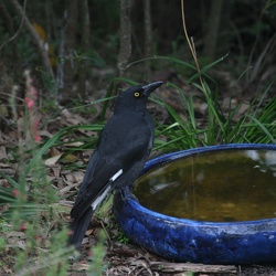 Currawongs