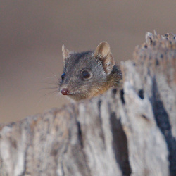 Yellow-footed Antechinus