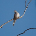 Peaceful Dove IMG 0583