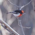 Red-capped Robin IMG 1112