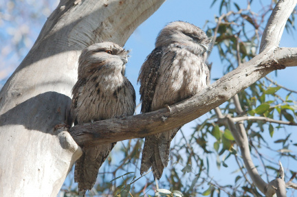 Tawny Frogmouth IMG 7006