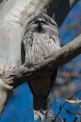 Tawny Frogmouth IMG 7040
