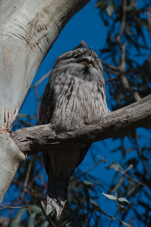 Tawny Frogmouth IMG 7055