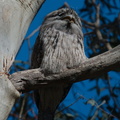 Tawny Frogmouth IMG 7055