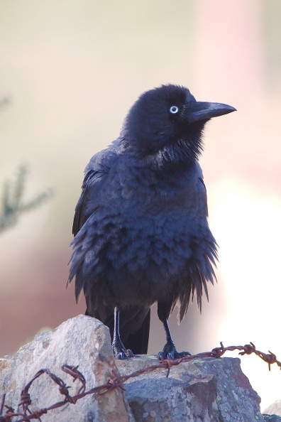 Raven IMG 1411