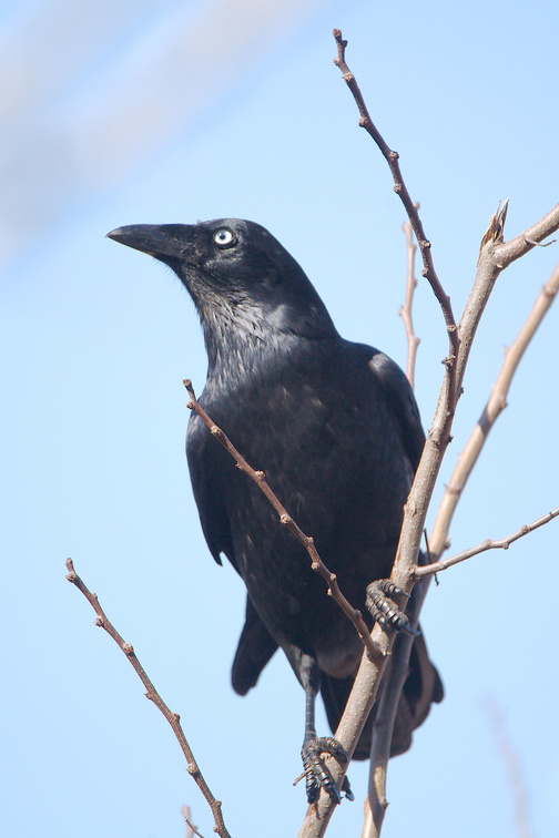 Raven IMG 1418