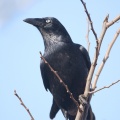 Raven IMG 1418