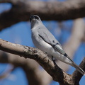 White-bellied Cuckoo Shrike IMG 1538