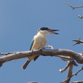 Sacred Kingfisher IMG_1838.jpg