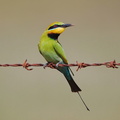 Rainbow Bee-eater IMG_1865_1.jpg