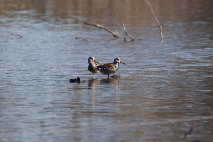Pink-eared Duck IMG 2034