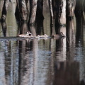 Pink-eared Duck IMG 1705