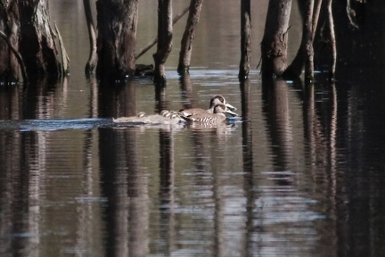 Pink-eared Duck IMG 1716