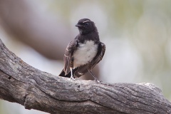 Willie Wagtail IMG 2261