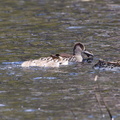 Pink-eared Duck IMG 0110