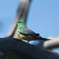 Red-rumped Parrot IMG 0297