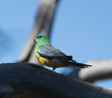 Red-rumped Parrot IMG 0297