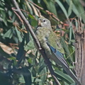 Red-rumped Parrot F IMG 0323
