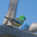 Red-rumped Parrot IMG 0310