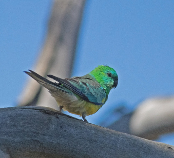Red-rumped Parrot IMG 0310