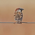 House Sparrow IMG_0332.jpg