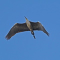 White-necked HeronIMG 0792