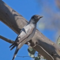 Black-faced Cuckoo-shrike IMG_0934a.jpg
