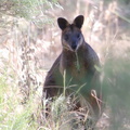 Black Wallaby IMG 0959