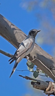 Black-faced Cuckoo Shrike IMG 0932