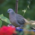 Spotted Dove IMG 1278