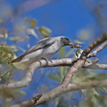 Black-faced Cuckoo-shrike IMG 1660