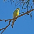Red-rumped Parrot IMG 1651