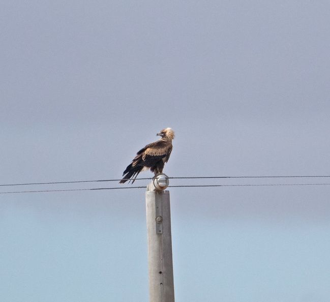 Wedge-tailed Eagle IMG_2078.jpg
