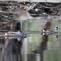 Pink-eared Duck IMG 2656