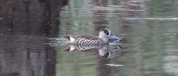 Pink-eared Duck IMG 2669