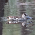 Pink-eared Duck IMG 2669