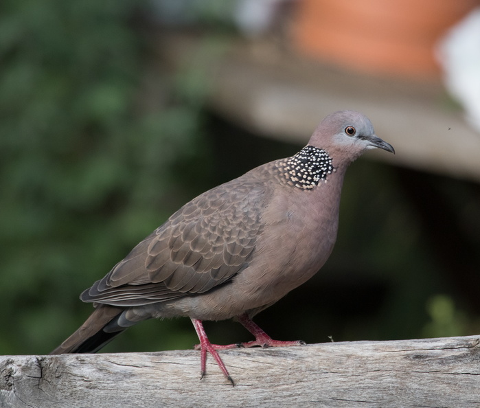 Spotted Dove-IMG_3147.jpg