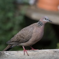 Spotted Dove-IMG 3147