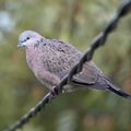 Spotted Turtledove-IMG 3473