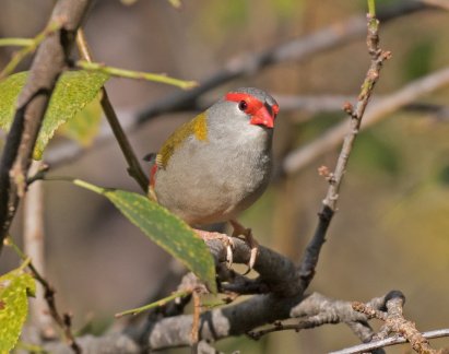 Red-browed Finch-IMG 3517
